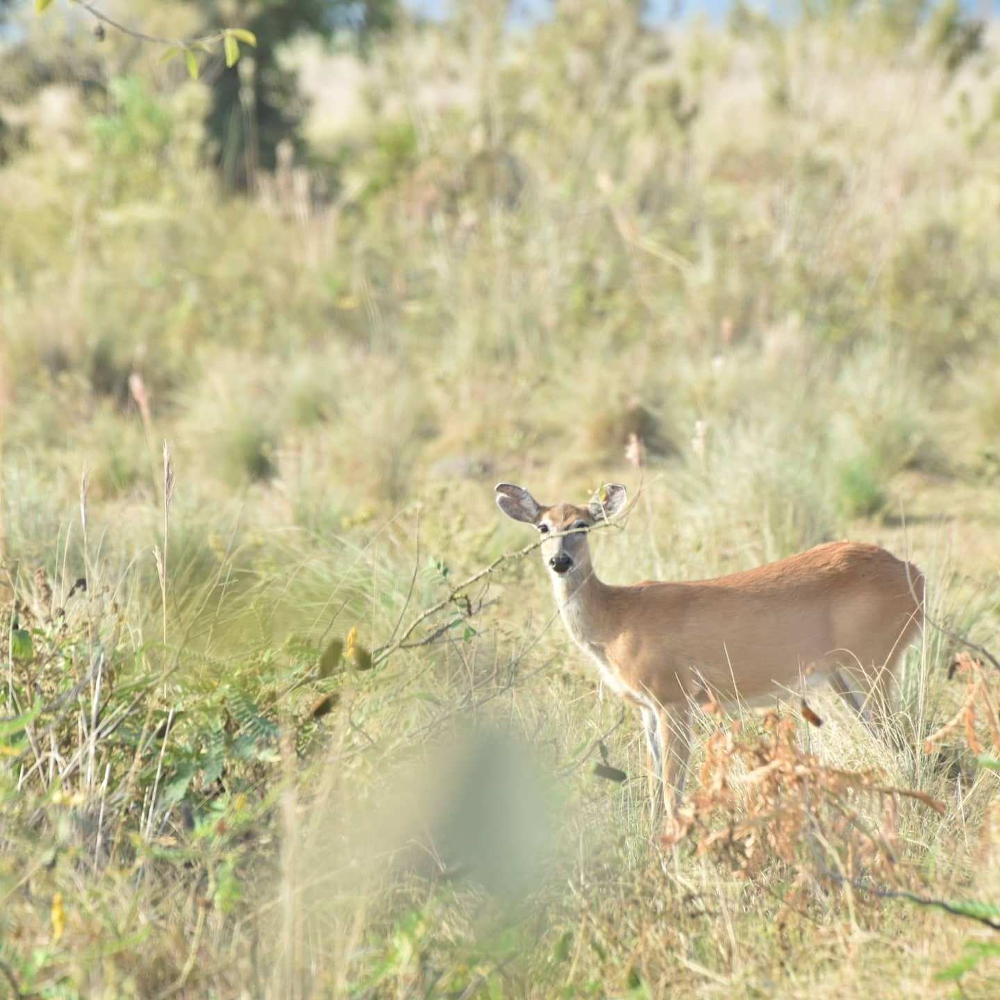 Venado entre la hierba alta de la sabana.