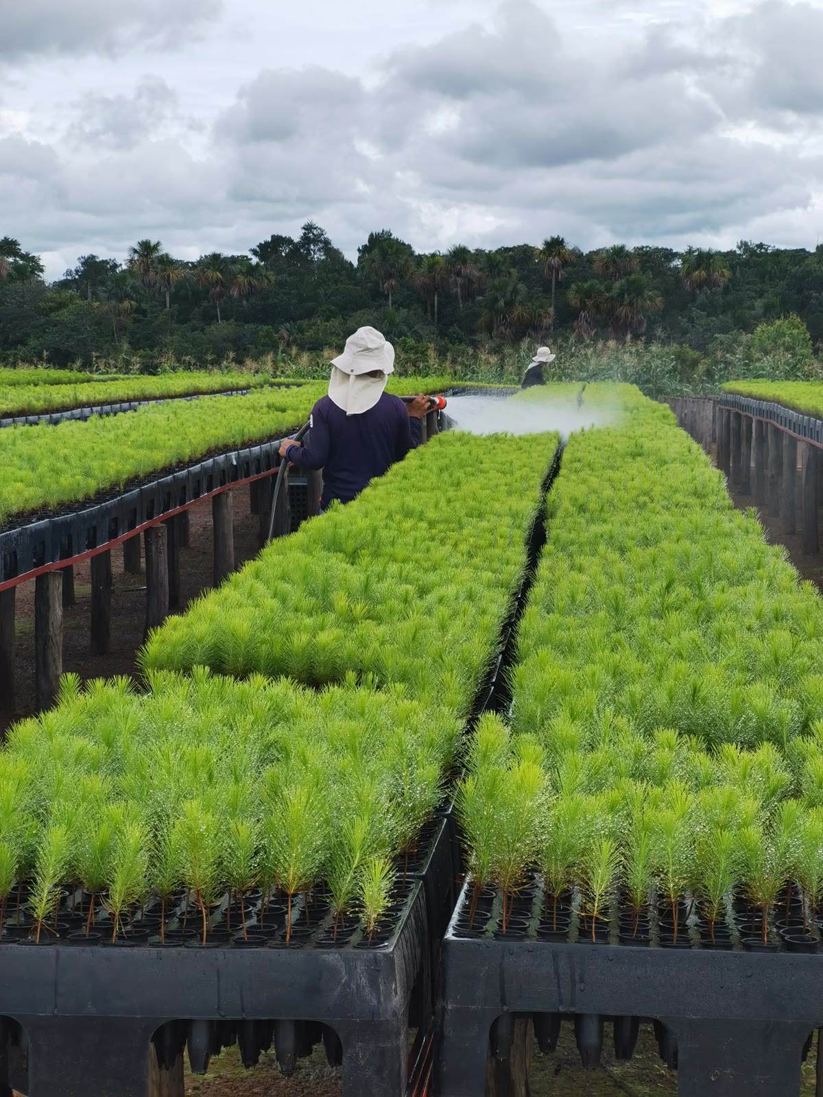 Un trabajador riega las bandejas de pino en el vivero.